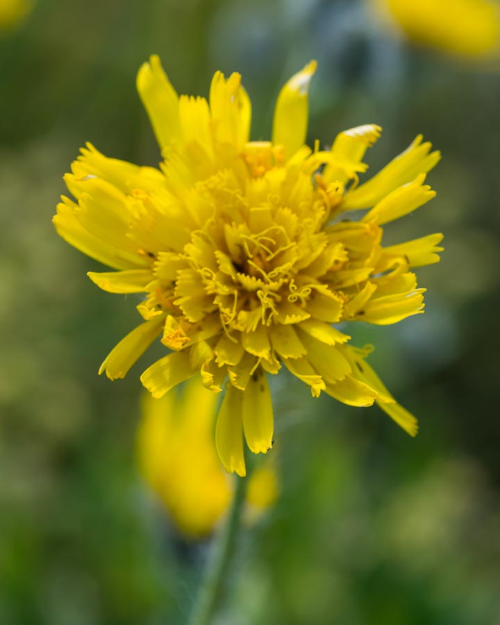 Asteracea in crinale - Hieracium sp.